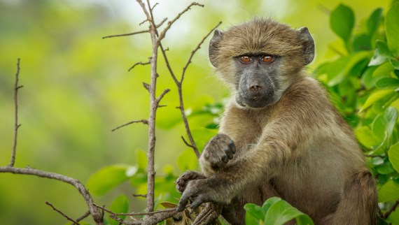 © 2018 BBC Earth Animals with cameras